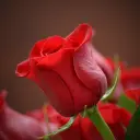 Test Ürün 2 1